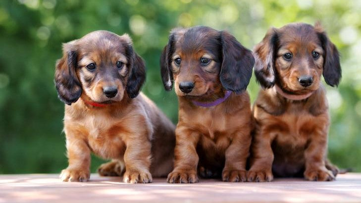 2020 Most Popular Dog Breeds Rankings