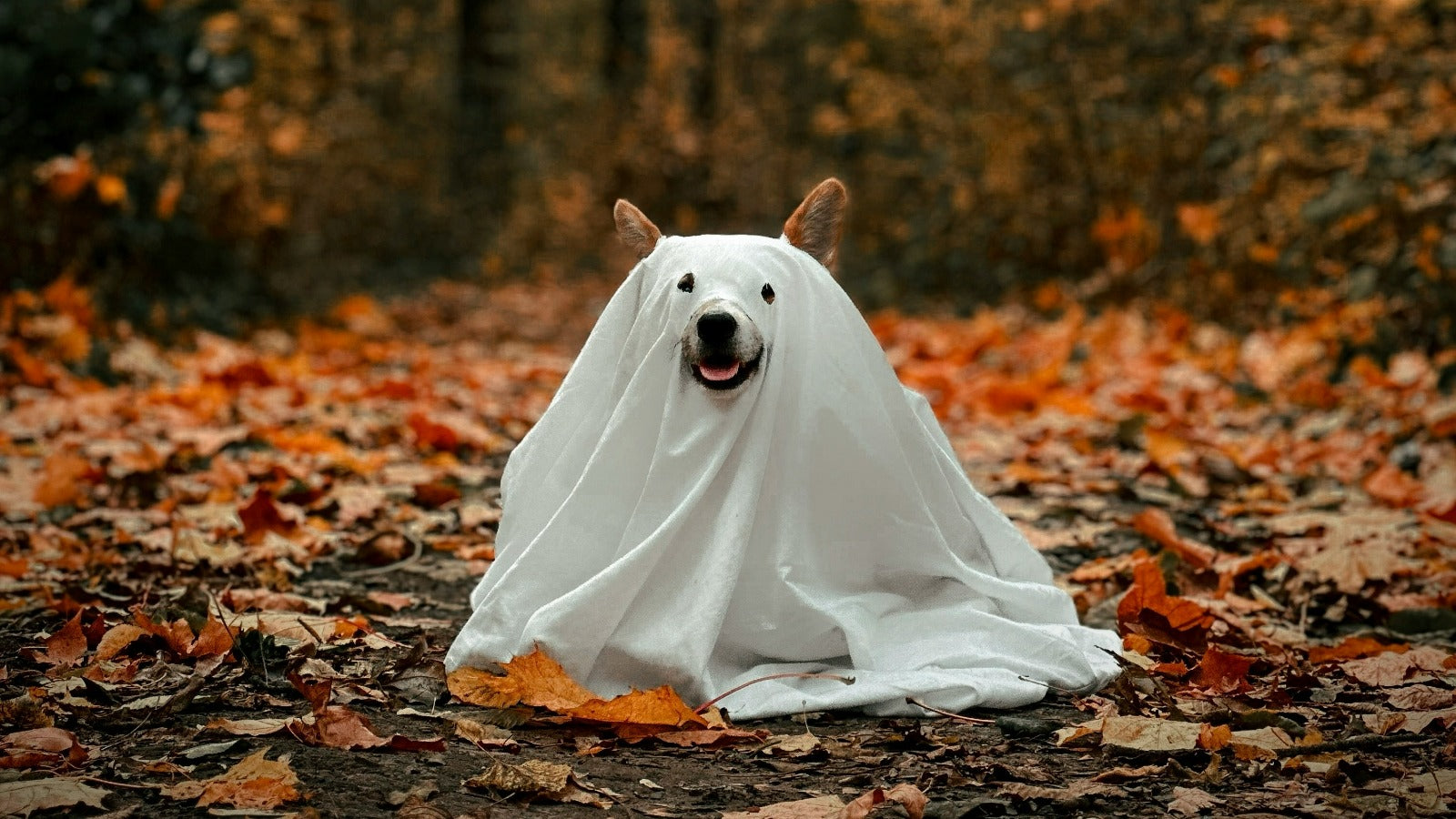 Cute dog dressed as a ghost in a white Halloween costume, ready for trick-or-treating fun.