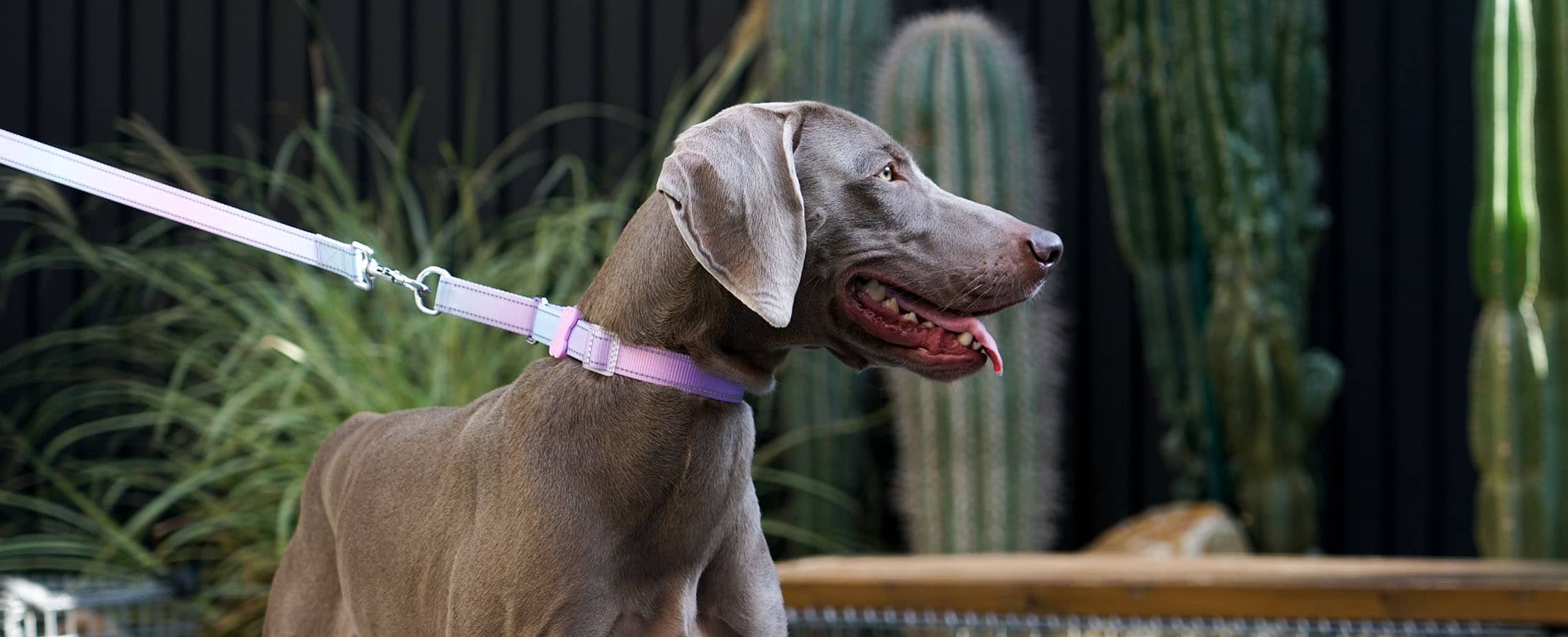 Why Choose a Martingale Collar? A Safer, More Comfortable Alternative to Regular Collars