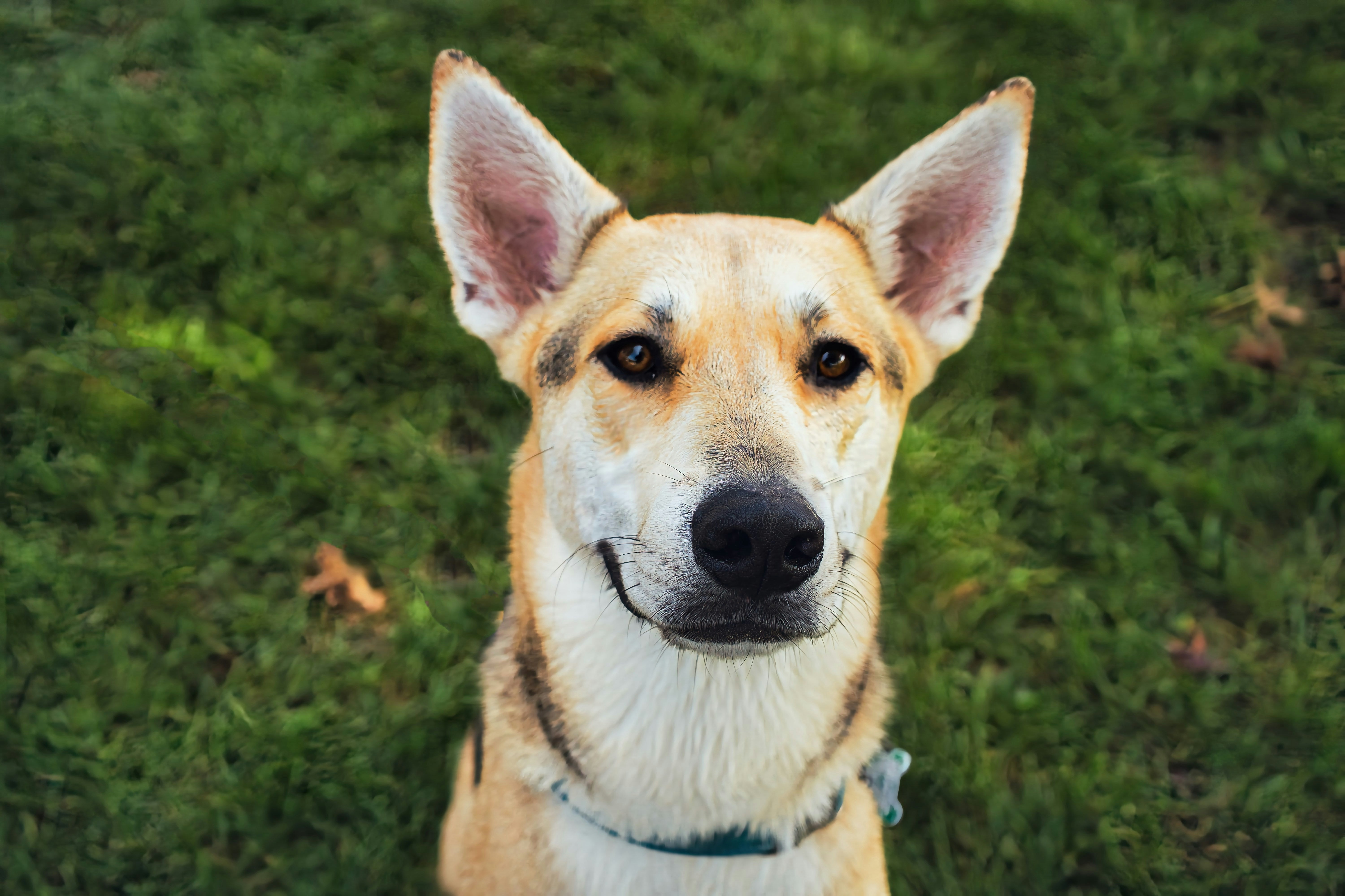 Seasonal Care Guide: How to Keep Your Dog Comfortable in Spring & Summer