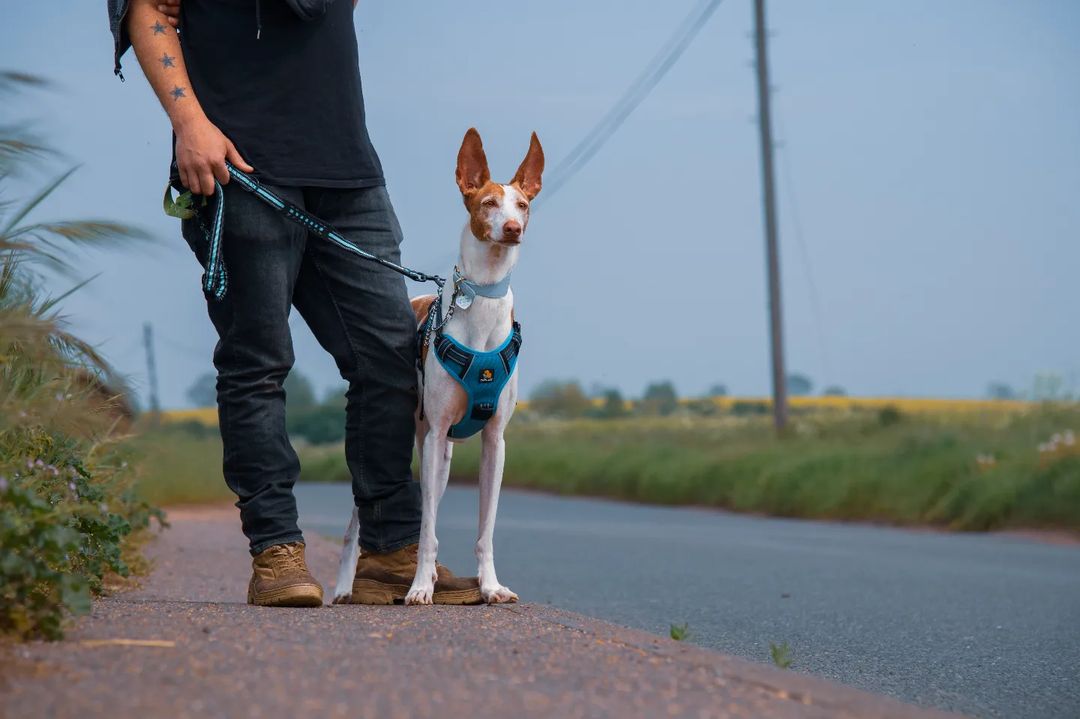 Adventures with the Smart Pro Harness