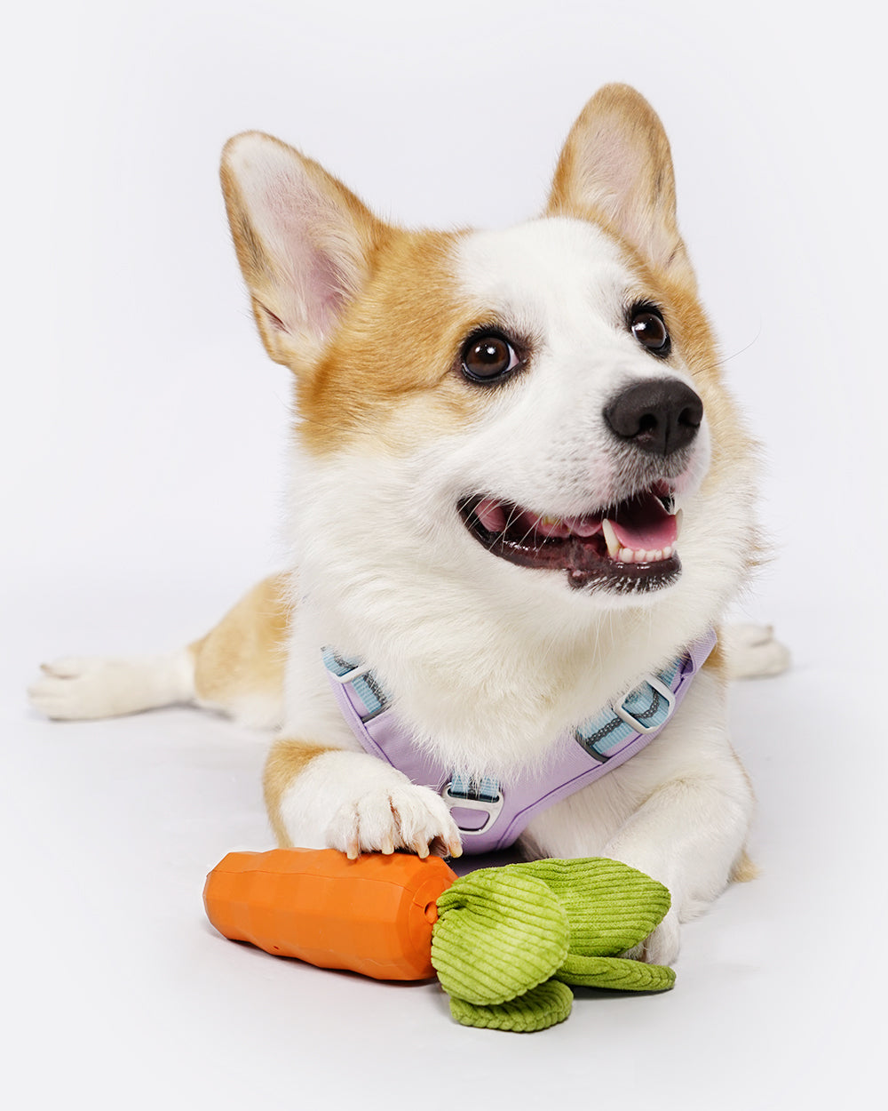 Squeaky 橡膠咀嚼狗狗玩具 - 橙色胡蘿蔔