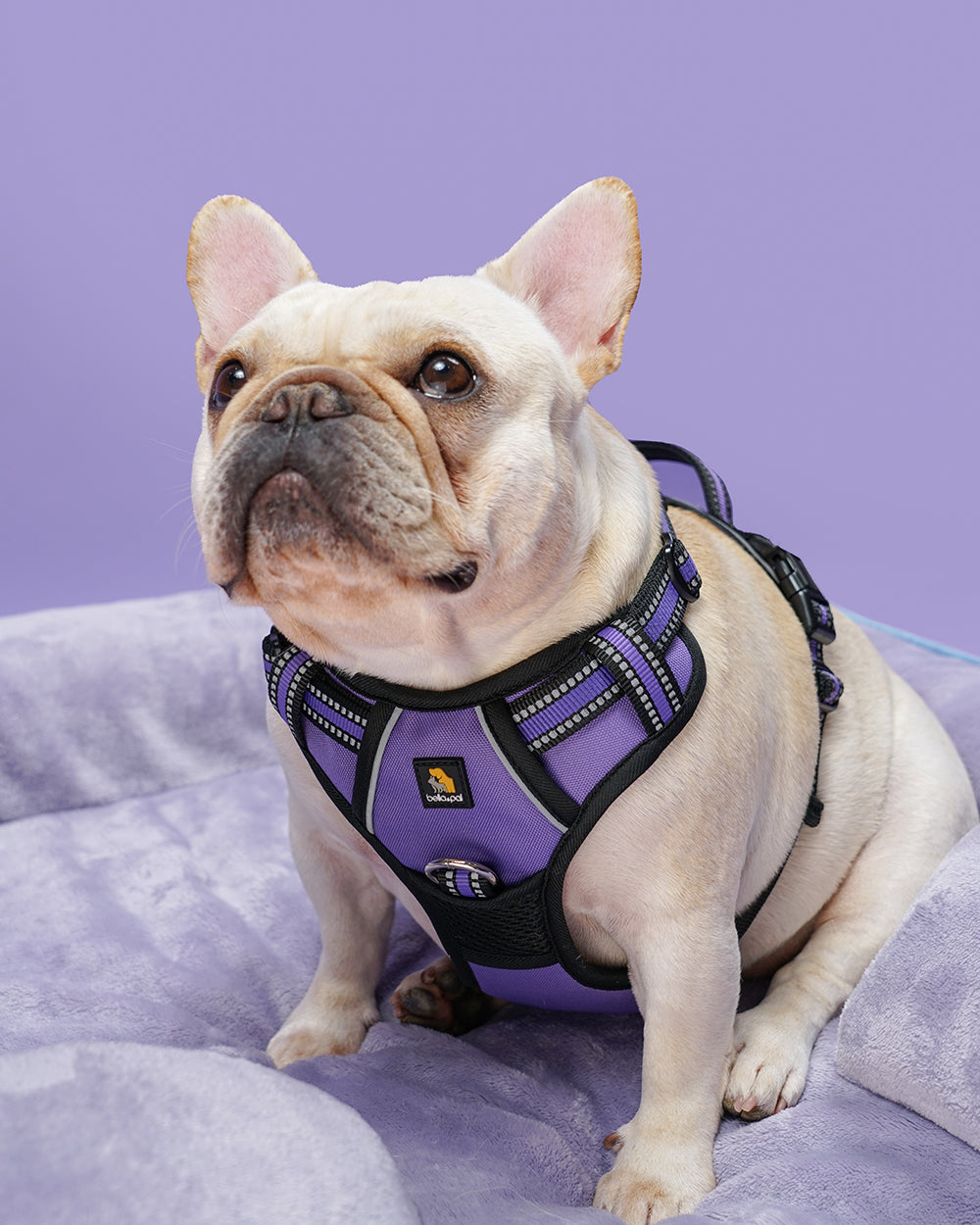 Smart Pro Easy-On No Pull Dog Harness - French Violet