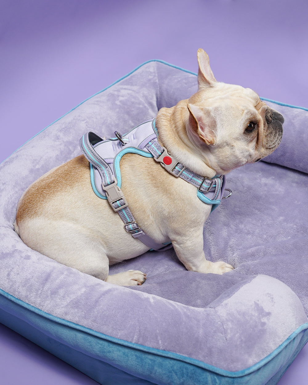 Smart Pro Easy-On No Pull Dog Harness - Lavender Blue