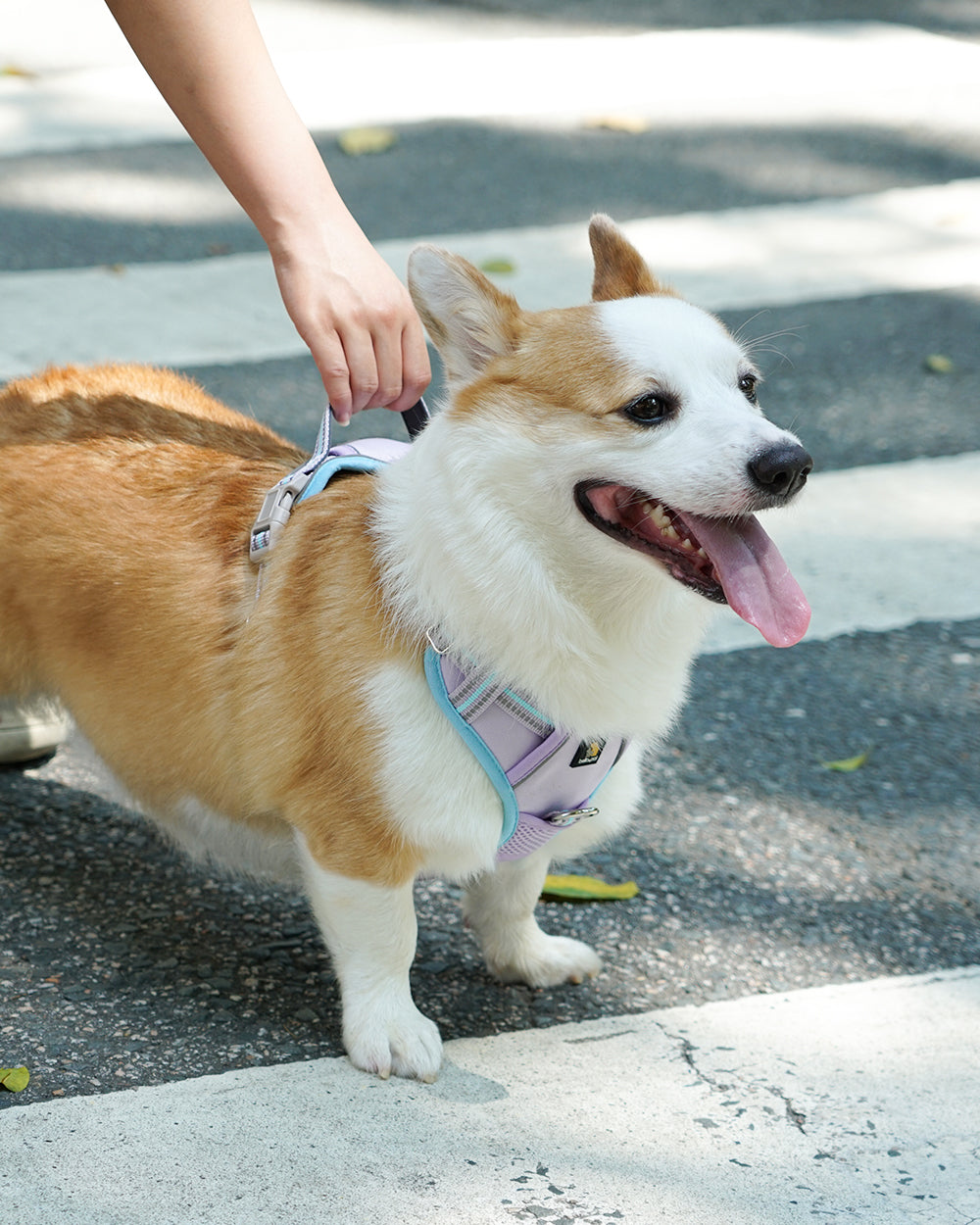 Smart Pro Easy-On No Pull Dog Harness - Lavender Blue