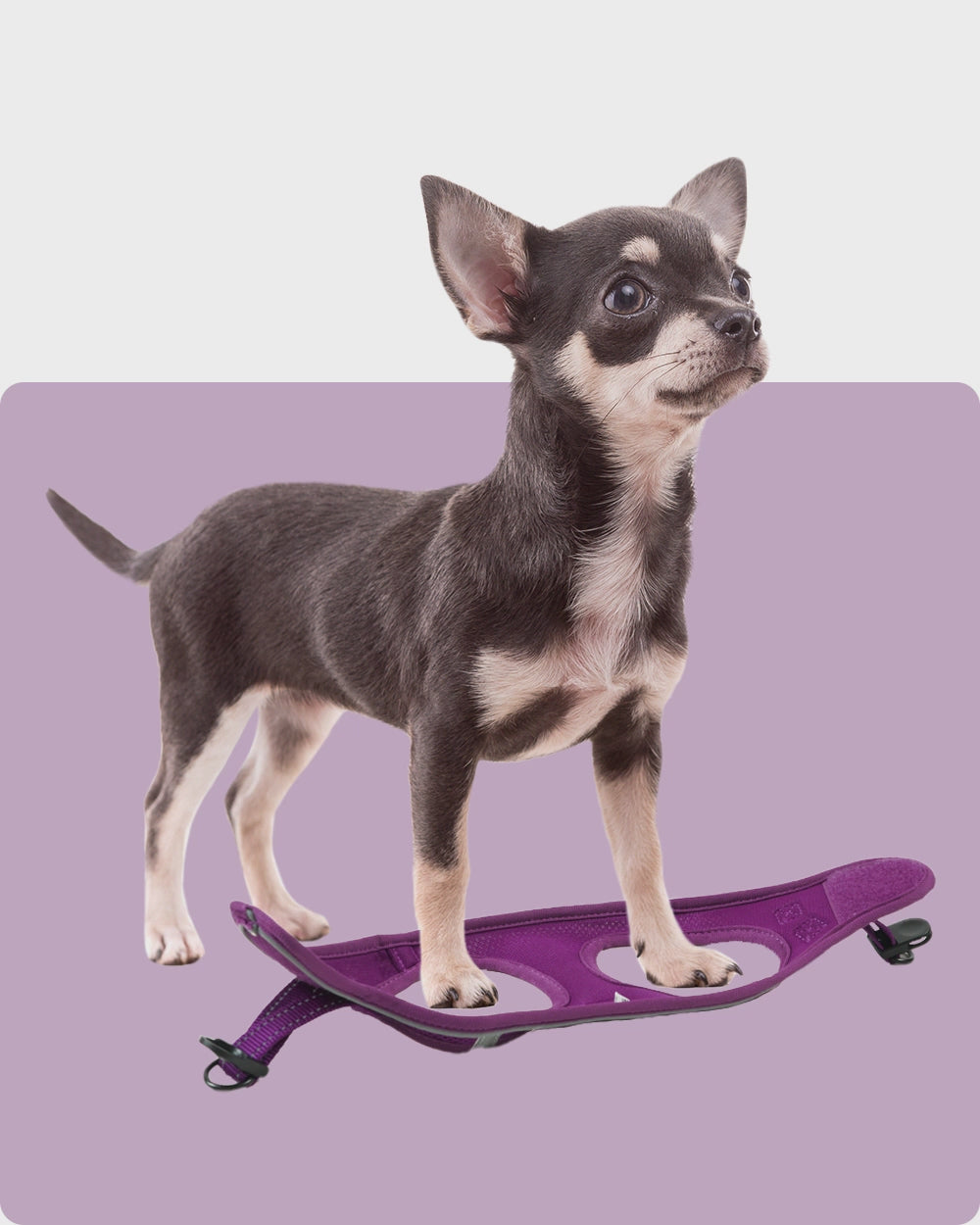 OxyMesh Velcro Step-in Harness and Leash Set - Grape